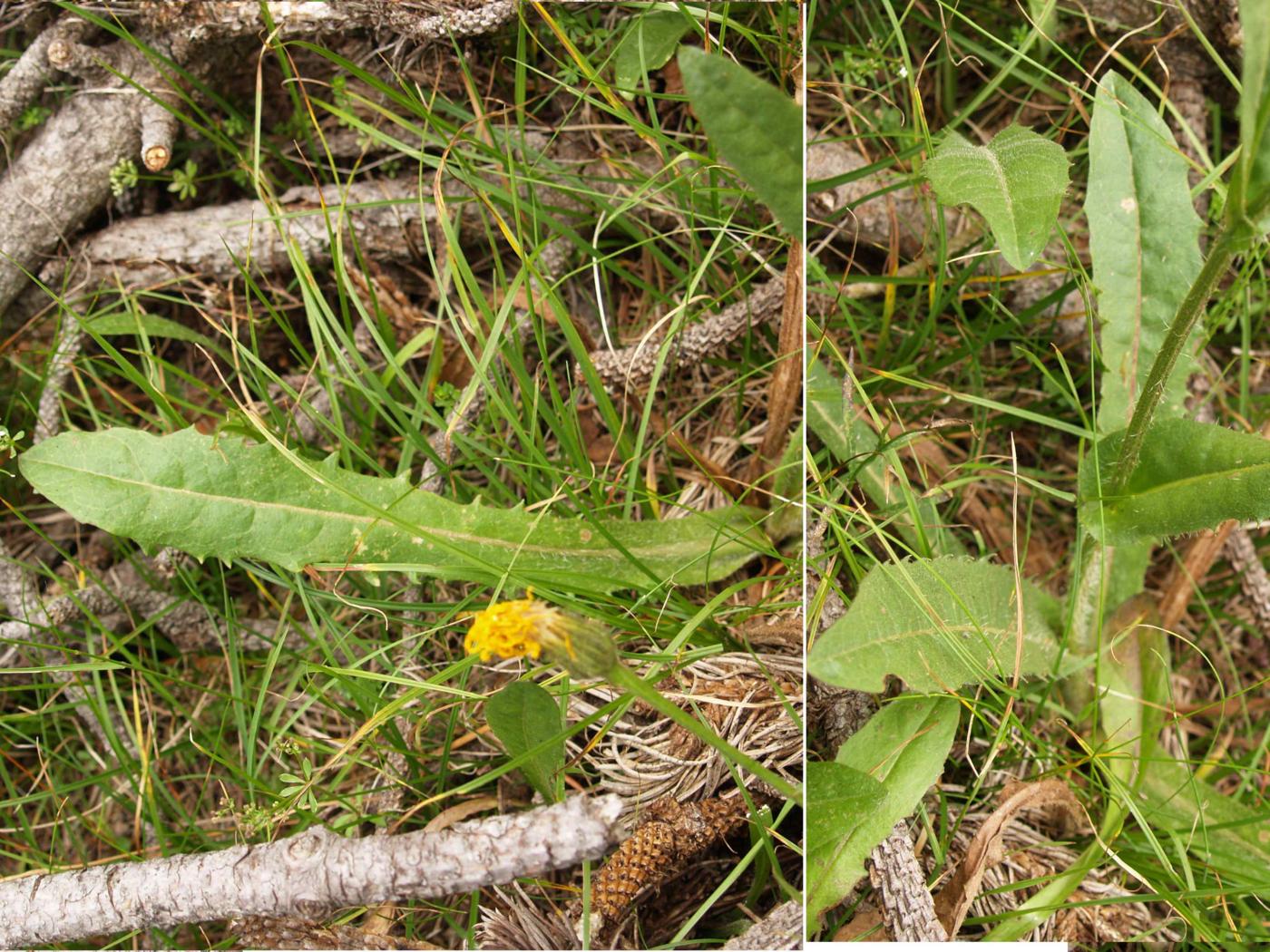 Hawk's-beard, Large-flowered leaf